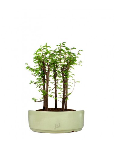 Metasequoia Boschetto L