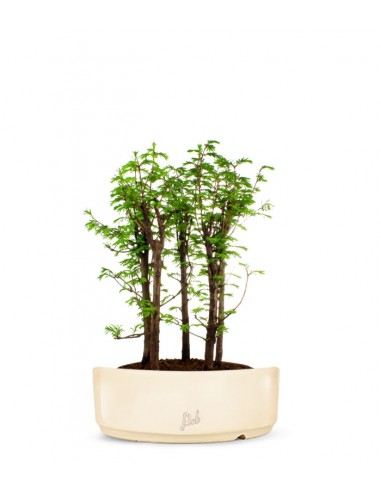 Metasequoia Boschetto L