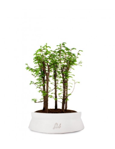 Metasequoia Boschetto L