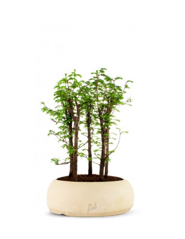 Metasequoia Boschetto L