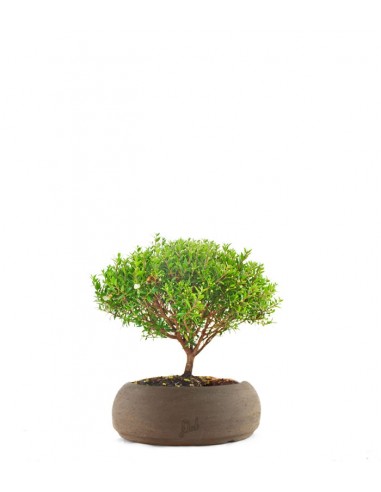 Mirto
