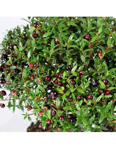Mirto Alberello