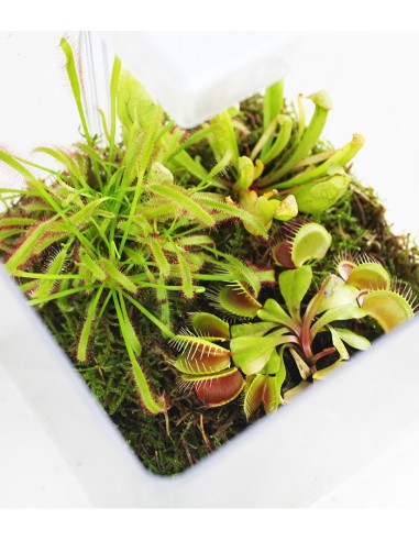 Mix piante carnivore in serra con...