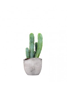 Myrtillocactus Geometrizans