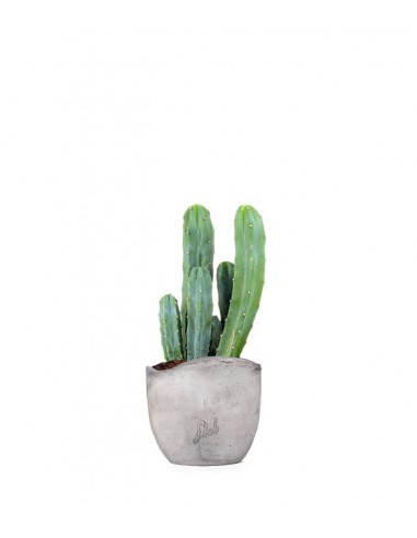 Myrtillocactus Geometrizans