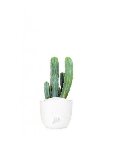 Myrtillocactus Geometrizans