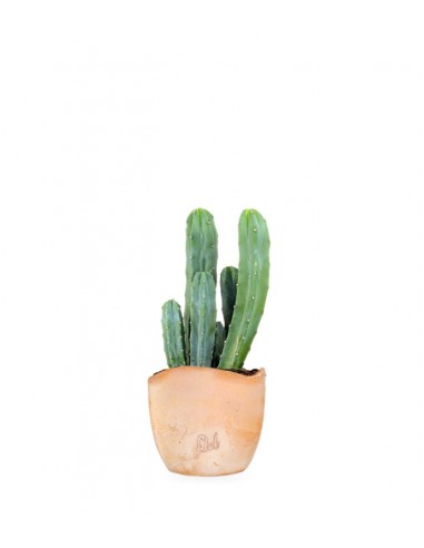 Myrtillocactus Geometrizans