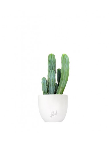 Myrtillocactus Geometrizans