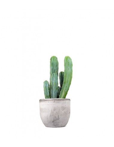 Myrtillocactus Geometrizans