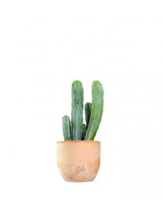 Myrtillocactus Geometrizans 2