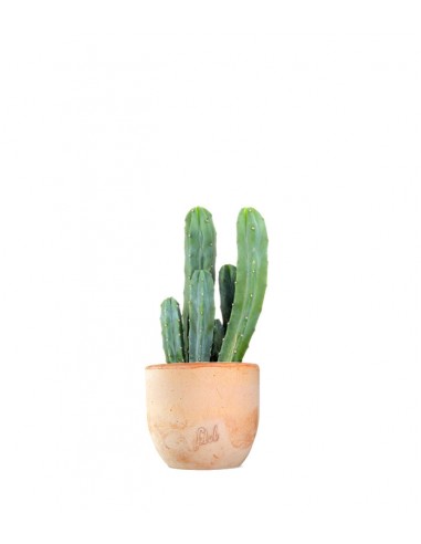 Myrtillocactus Geometrizans