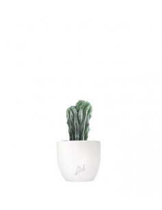 Myrtillocactus Geometrizans...