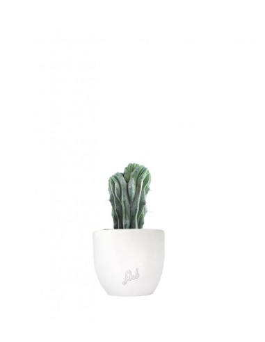 Myrtillocactus Geometrizans Crestato