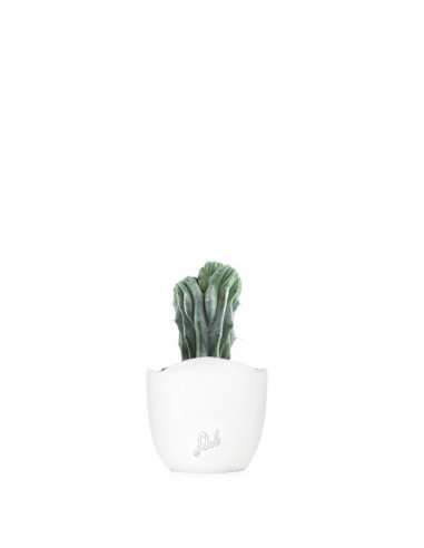 Myrtillocactus Geometrizans Crestato