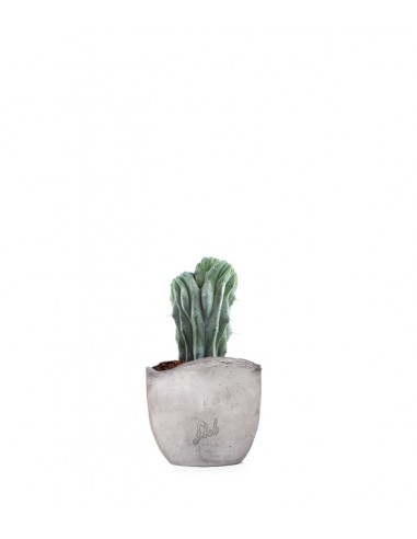 Myrtillocactus Geometrizans Crestato