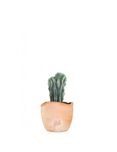 Myrtillocactus Geometrizans Crestato