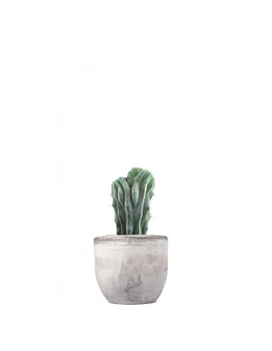 Myrtillocactus Geometrizans Crestato
