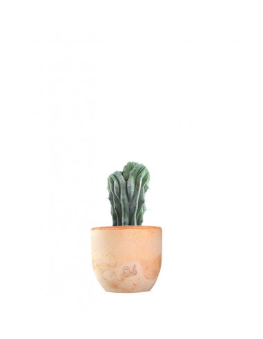 Myrtillocactus Geometrizans Crestato