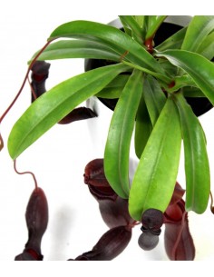 Nepenthes alata 2