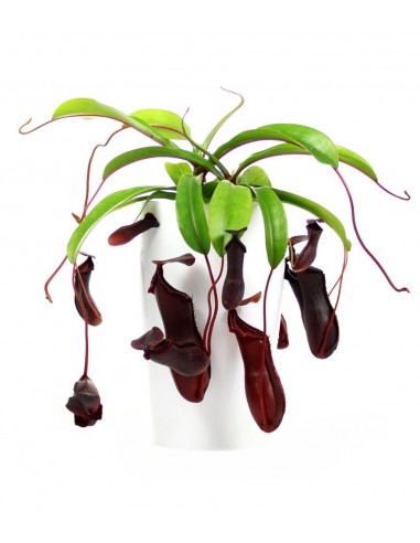 Nepenthes alata