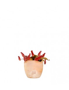 Nepenthes Bloody Mary