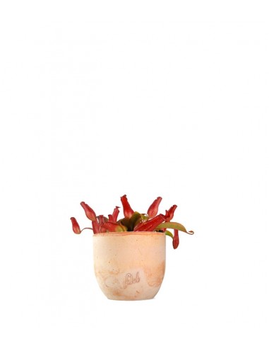 Nepenthes Bloody Mary