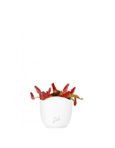 Nepenthes Bloody Mary
