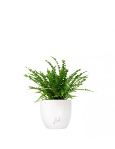 Nephrolepis Duffy