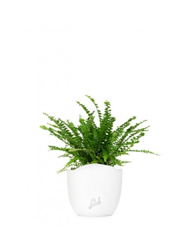 Nephrolepis Duffy