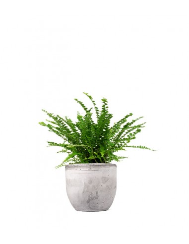 Nephrolepis Duffy