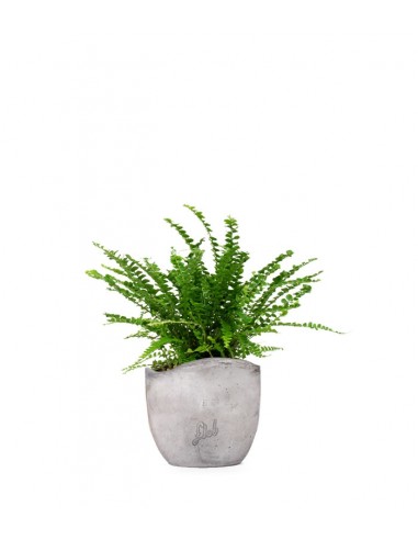 Nephrolepis Duffy