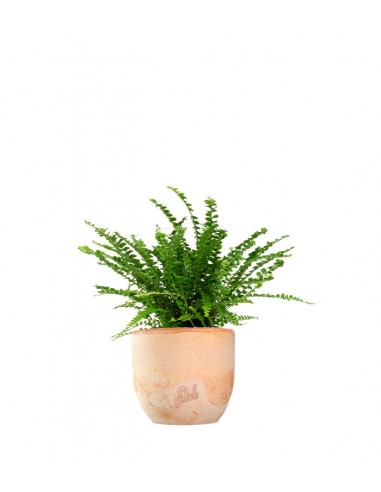 Nephrolepis Duffy