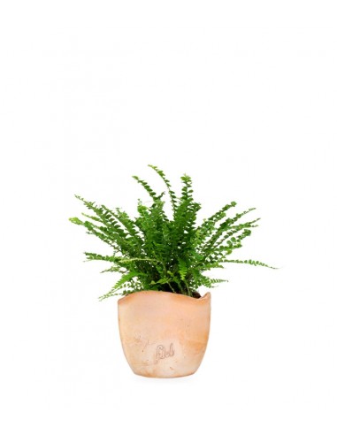 Nephrolepis Duffy