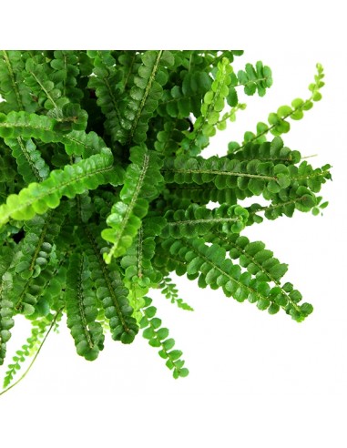 Nephrolepis Duffy