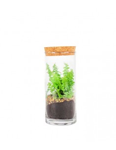 Nephrolepis duffy in terrarium