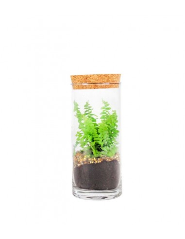 Nephrolepis duffy in terrarium