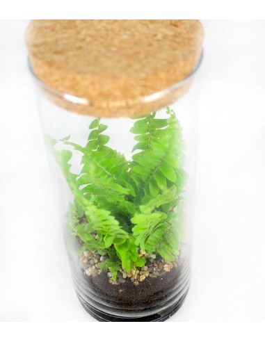Nephrolepis duffy in terrarium