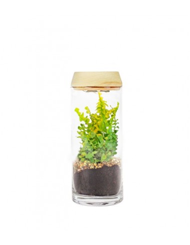 Nephrolepis duffy in terrarium con led