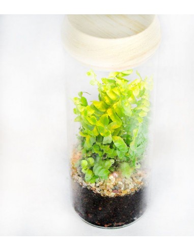 Nephrolepis duffy in terrarium con led