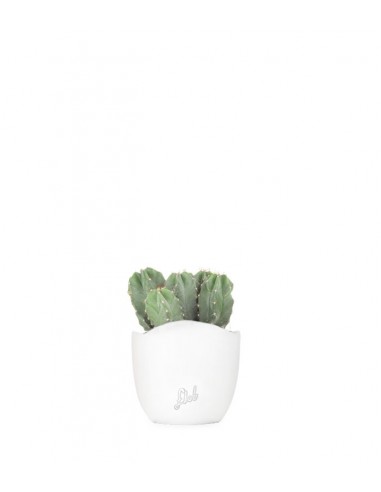 Notocactus