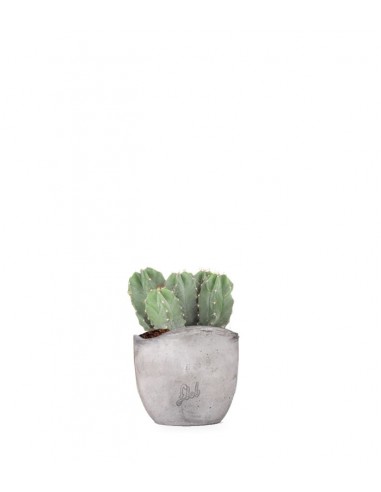 Notocactus