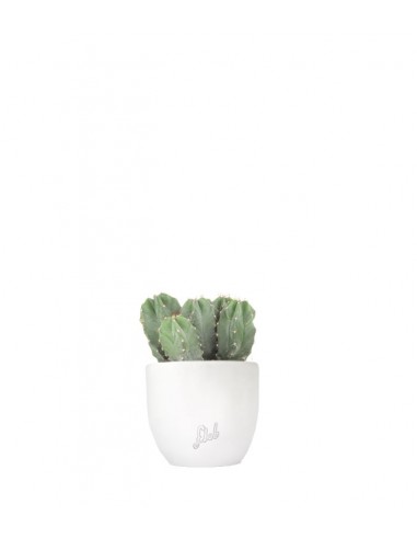 Notocactus