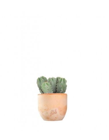 Notocactus