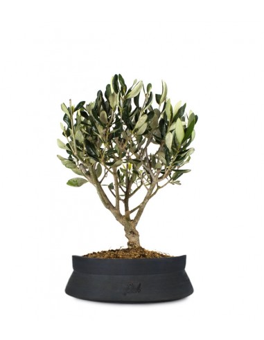 Olivo Bonsai