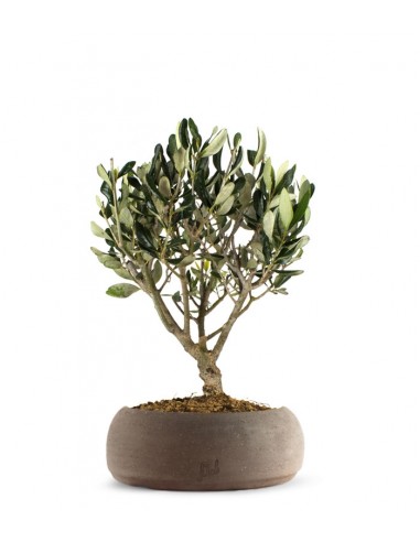 Olivo Bonsai