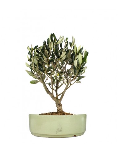 Olivo Bonsai