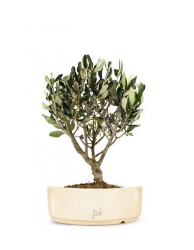 Olivo Bonsai