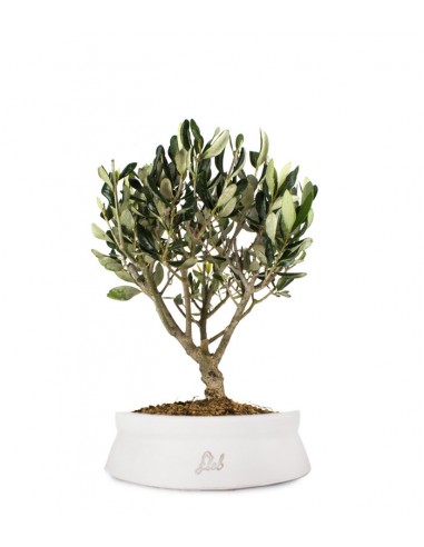 Olivo Bonsai