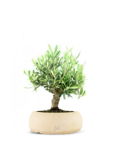Olivo Italiano