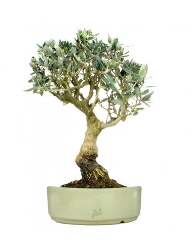 Olivo XL